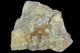Ordovician Starfish (Petraster?) Fossil - Morocco #100128-1